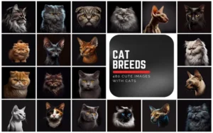 480 Cat Breed Images Bundle